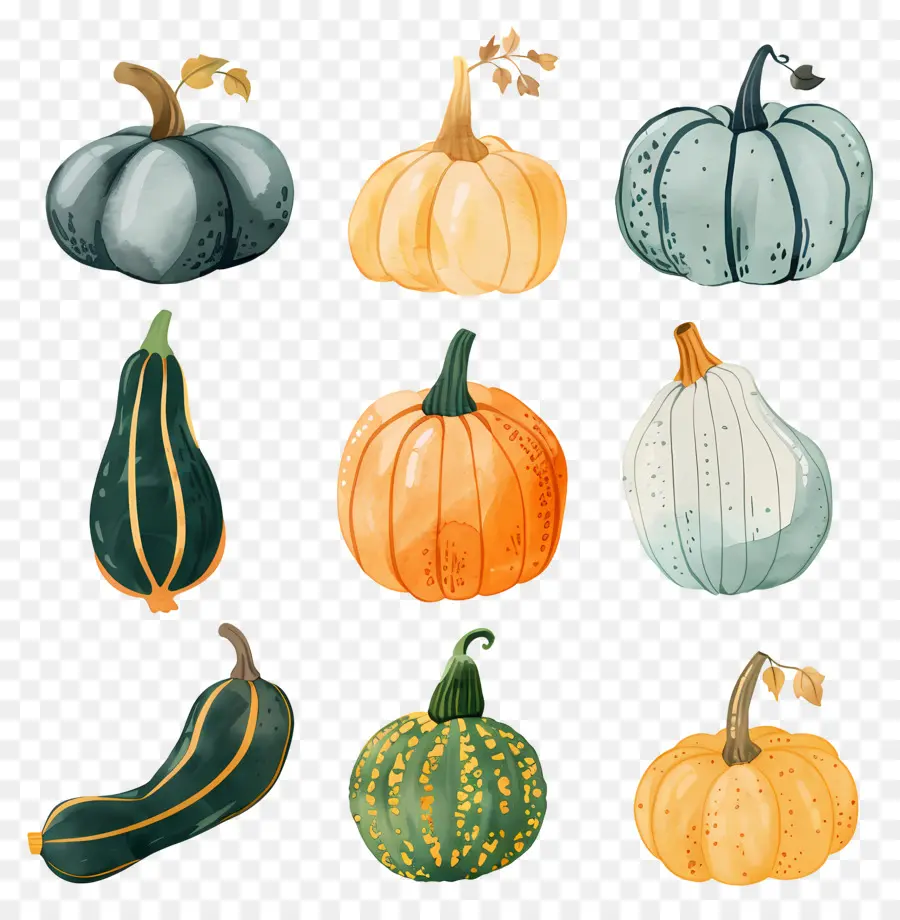 Squash，Citrouilles PNG