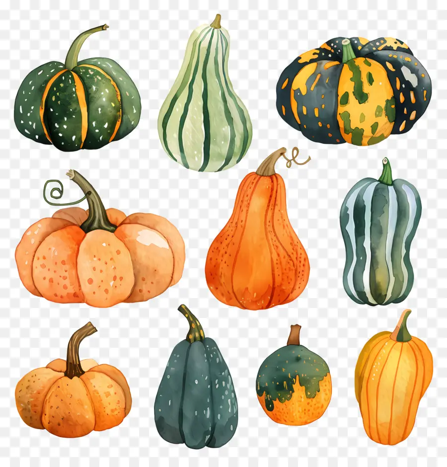 Squash，Citrouilles PNG