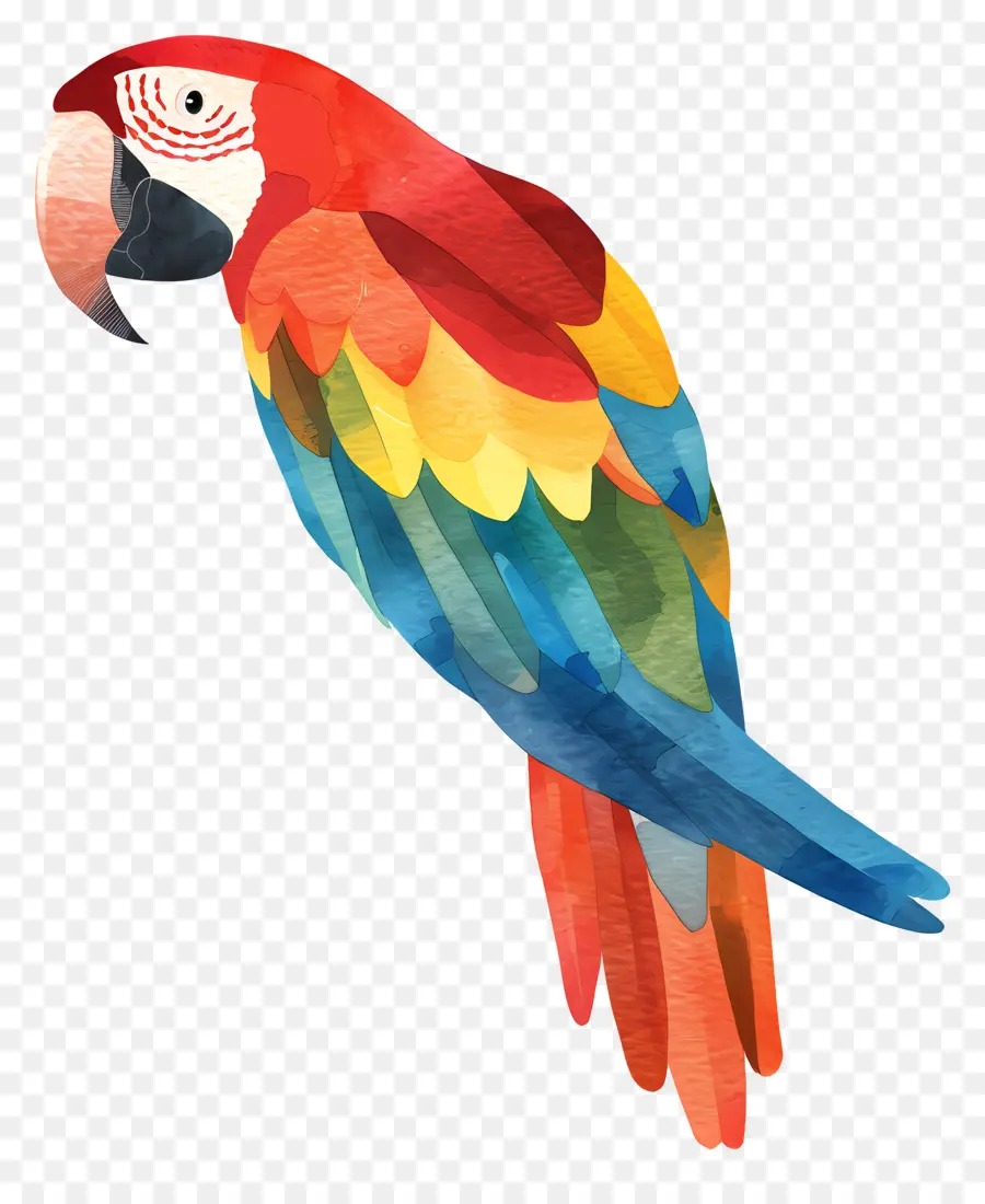 Ara，Oiseau PNG