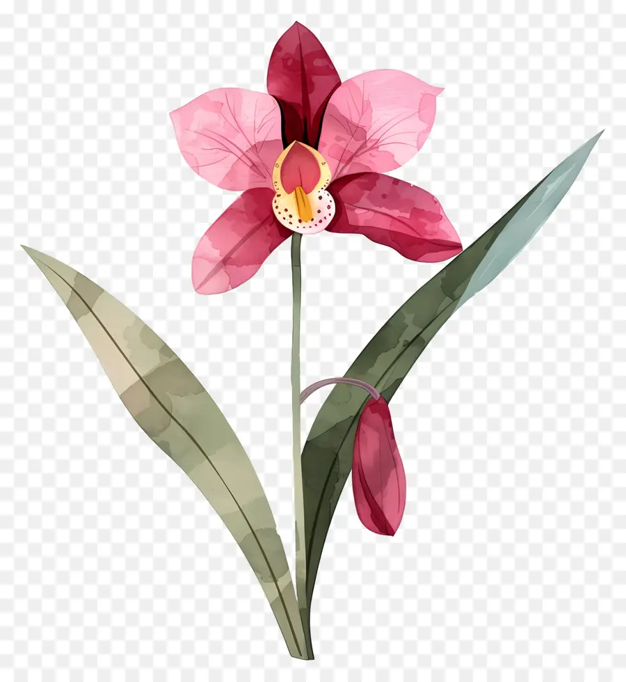 Orchidée，Floraison PNG