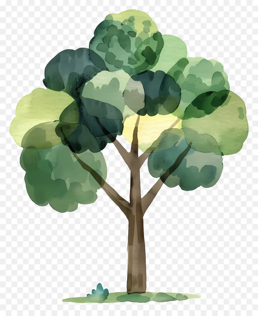 Arbre De Dessin Animé，Arbre PNG