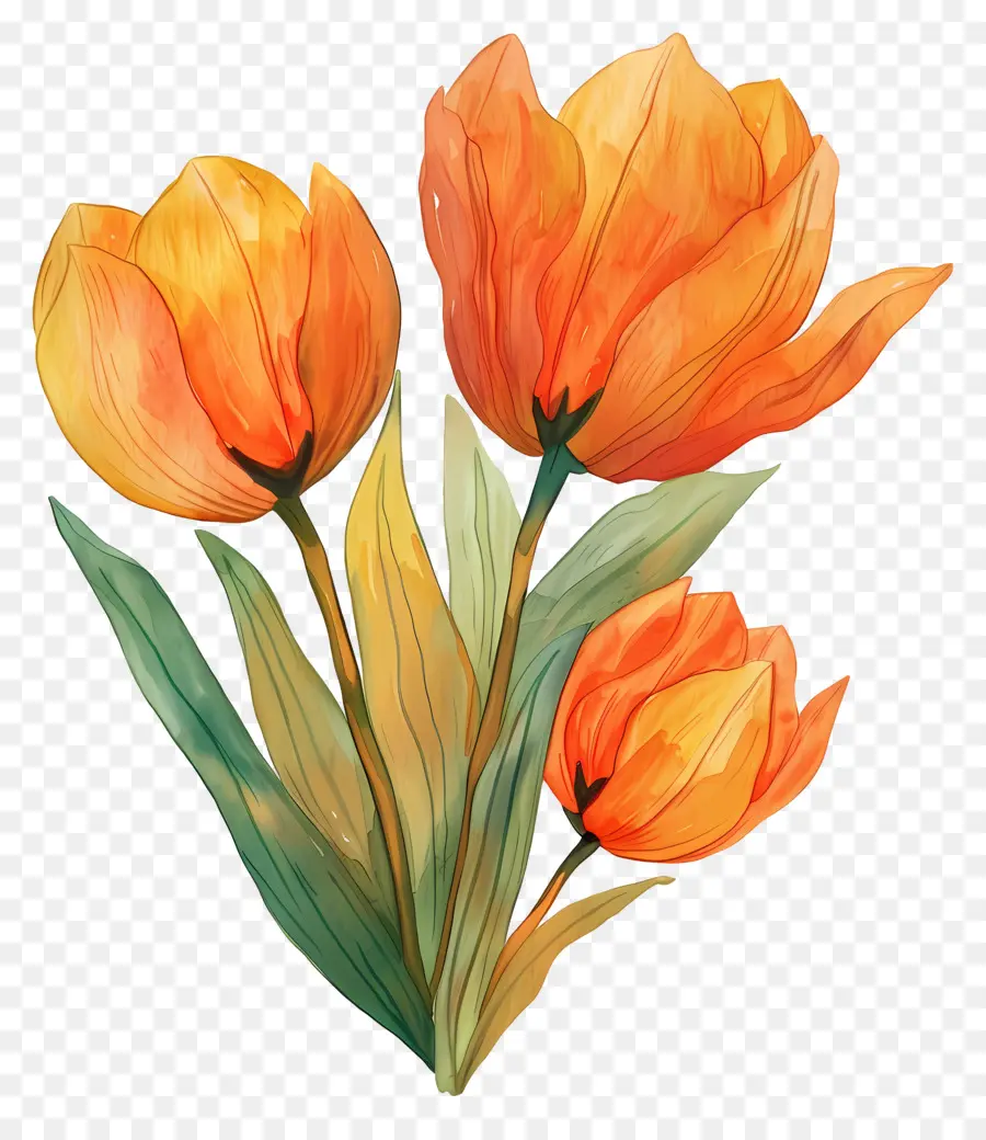 Les Tulipes，Orange Tulipes PNG