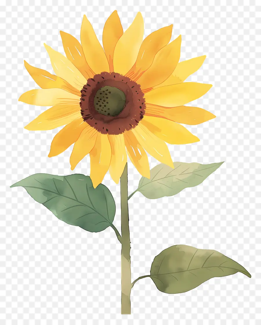 Tournesol，Jaune PNG