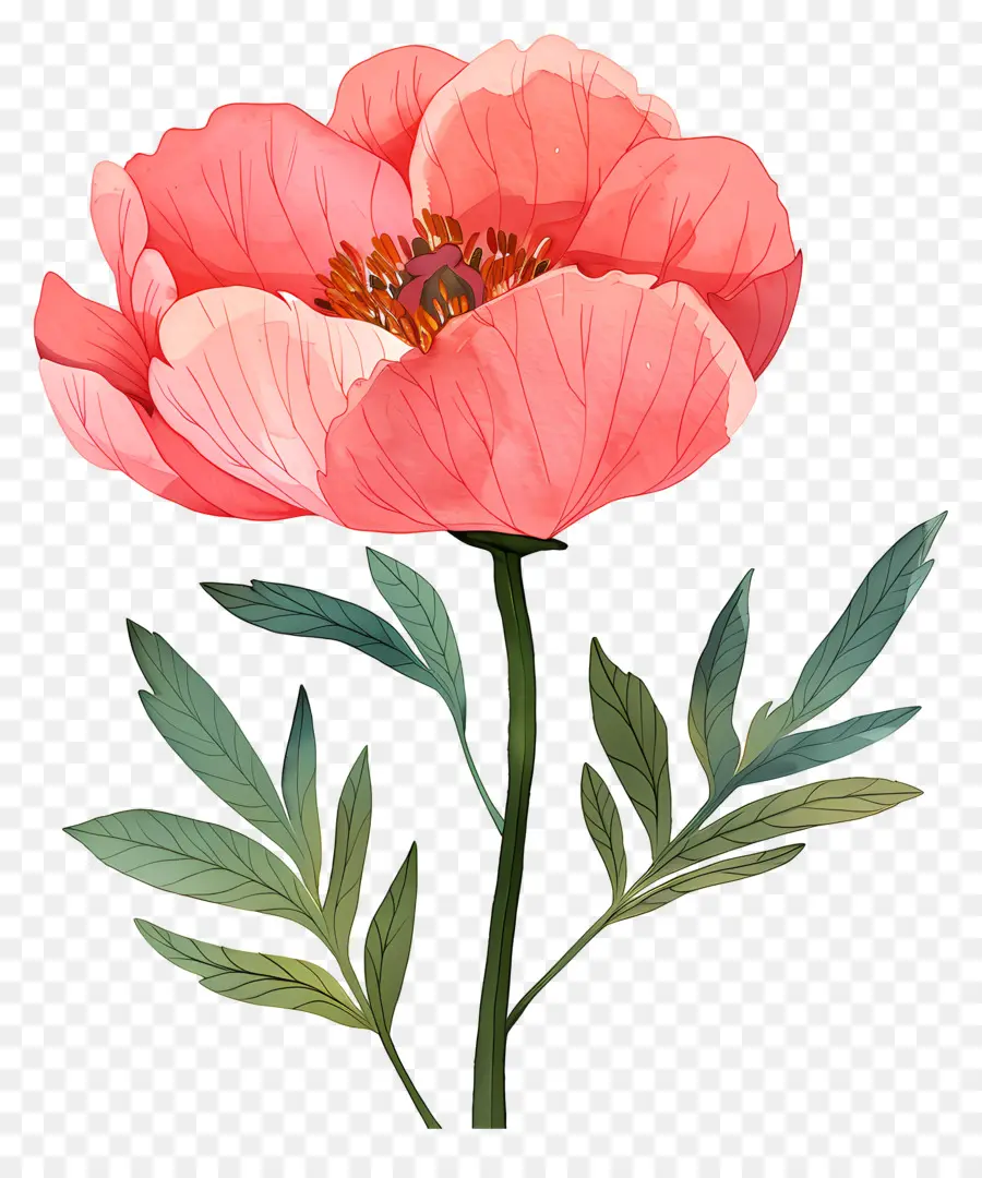 Pivoine，Fleurs Roses PNG