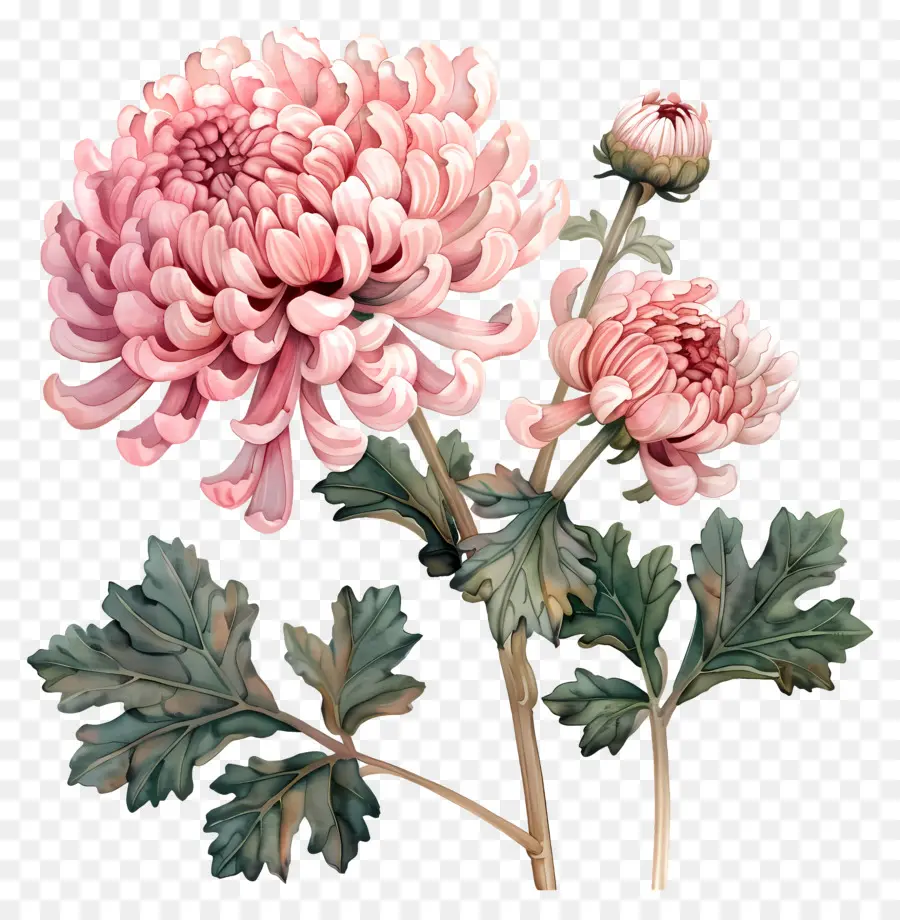 Chrysanthème，Fleur Rose PNG