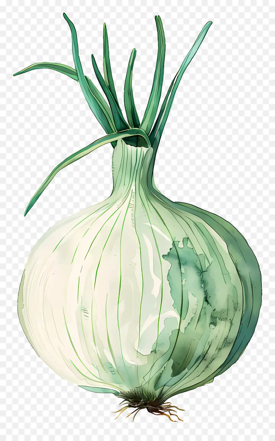 Oignon，Oignons Verts PNG