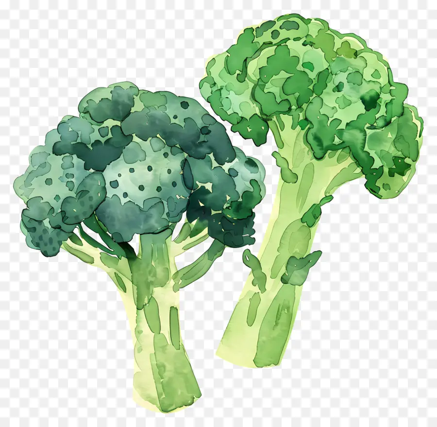 Brocoli，Vert PNG