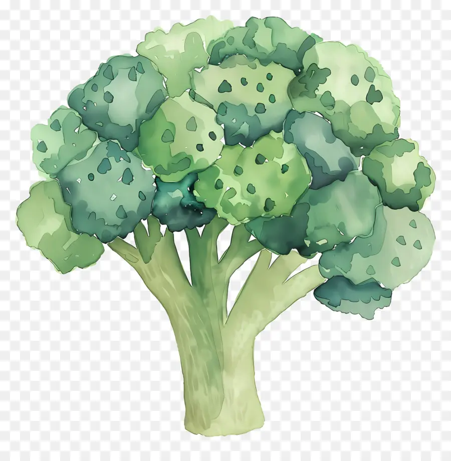 Brocoli，Les Légumes Verts PNG