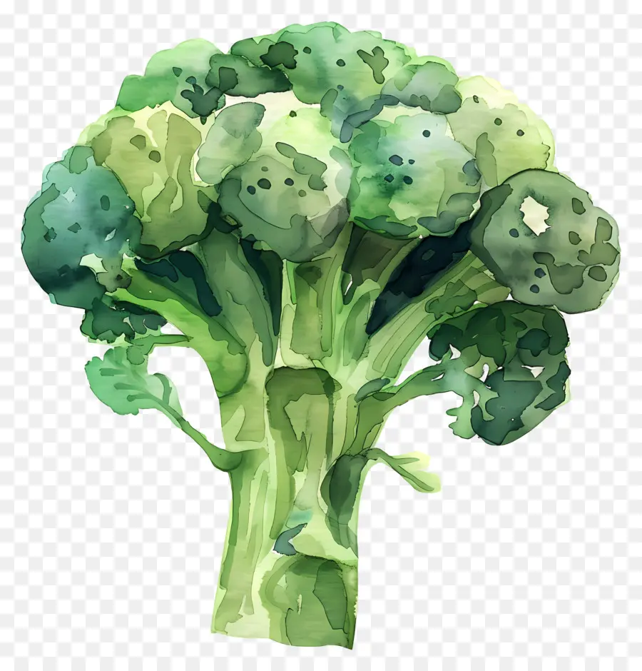 Brocoli，Plante PNG