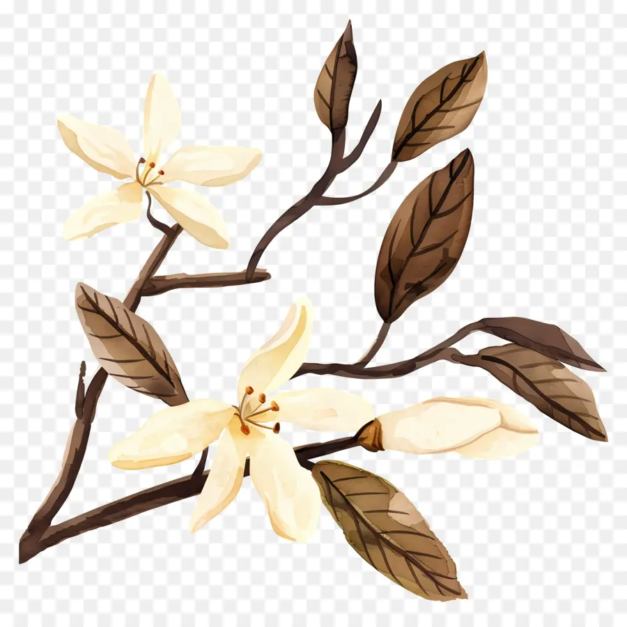 La Vanille，Fleurs Blanches PNG