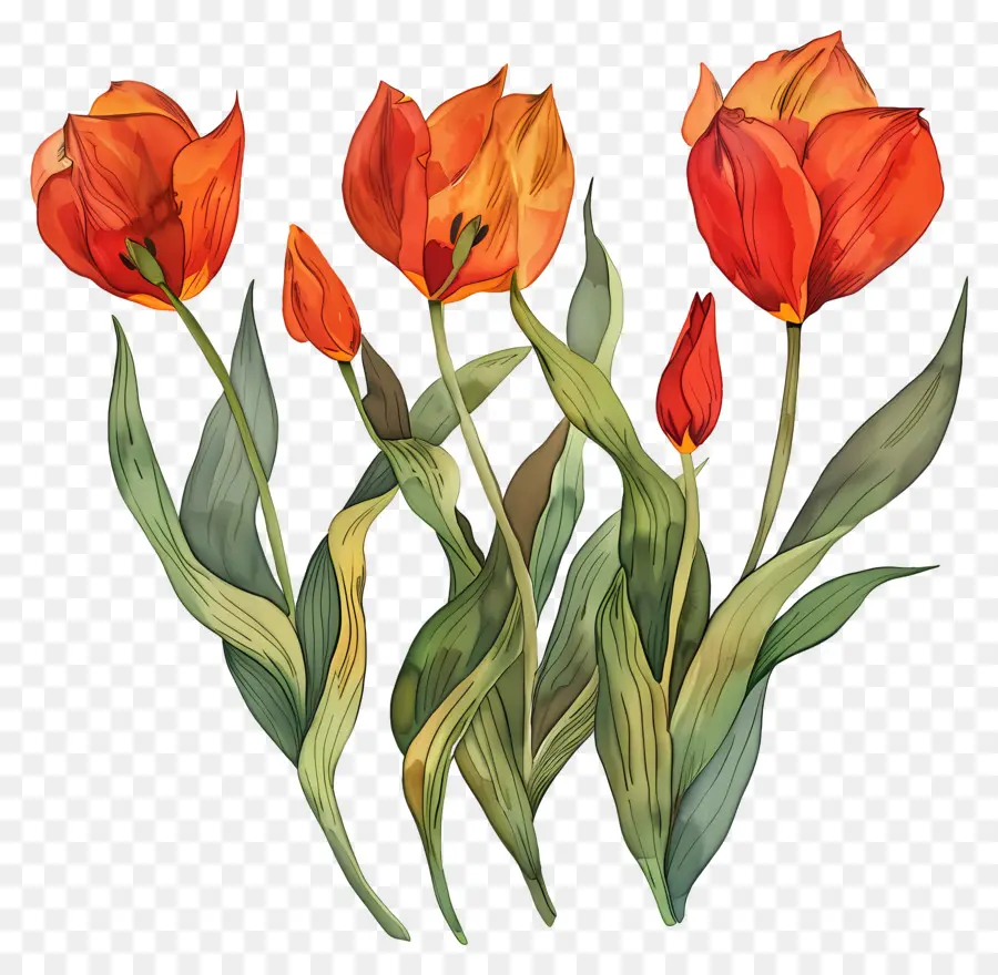 Les Tulipes，Orange Tulipes PNG