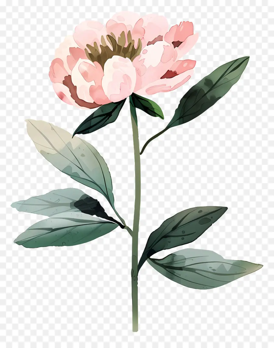 Pivoine，Fleur PNG