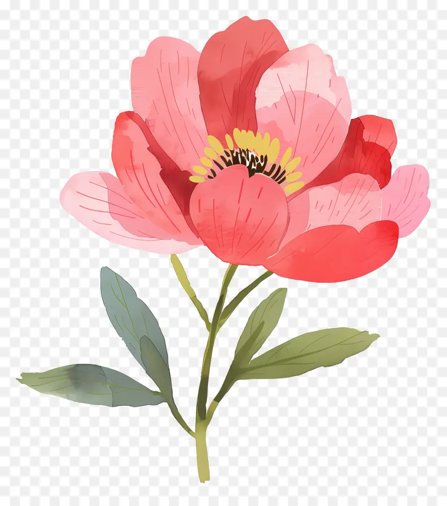 Pivoine，Fleurs Roses PNG