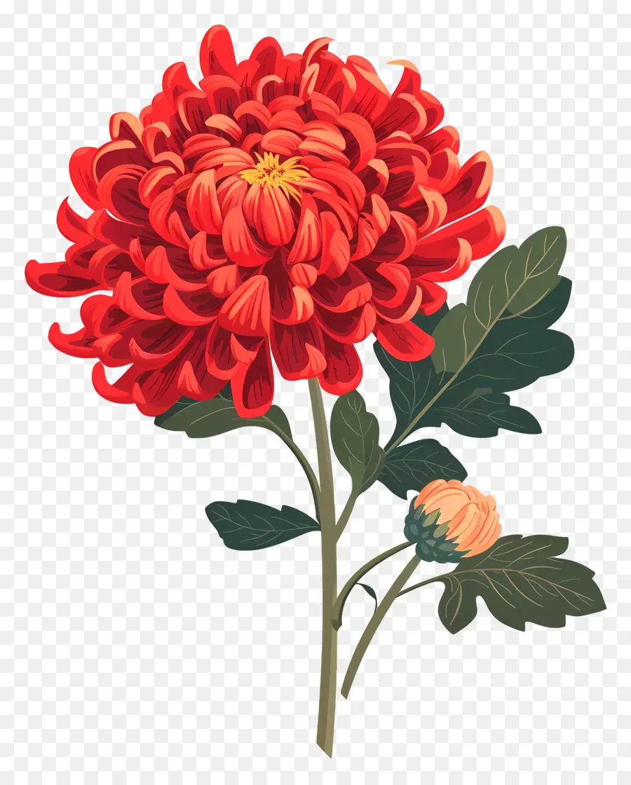 Fleur De Chrysanthème，Fleur Rouge PNG