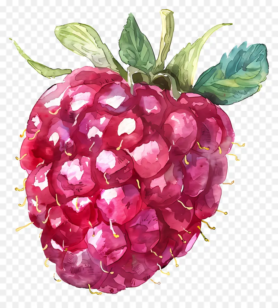 Framboise，Fruits PNG