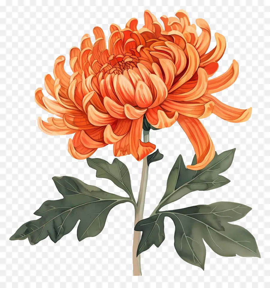 Chrysanthème，Fleur PNG