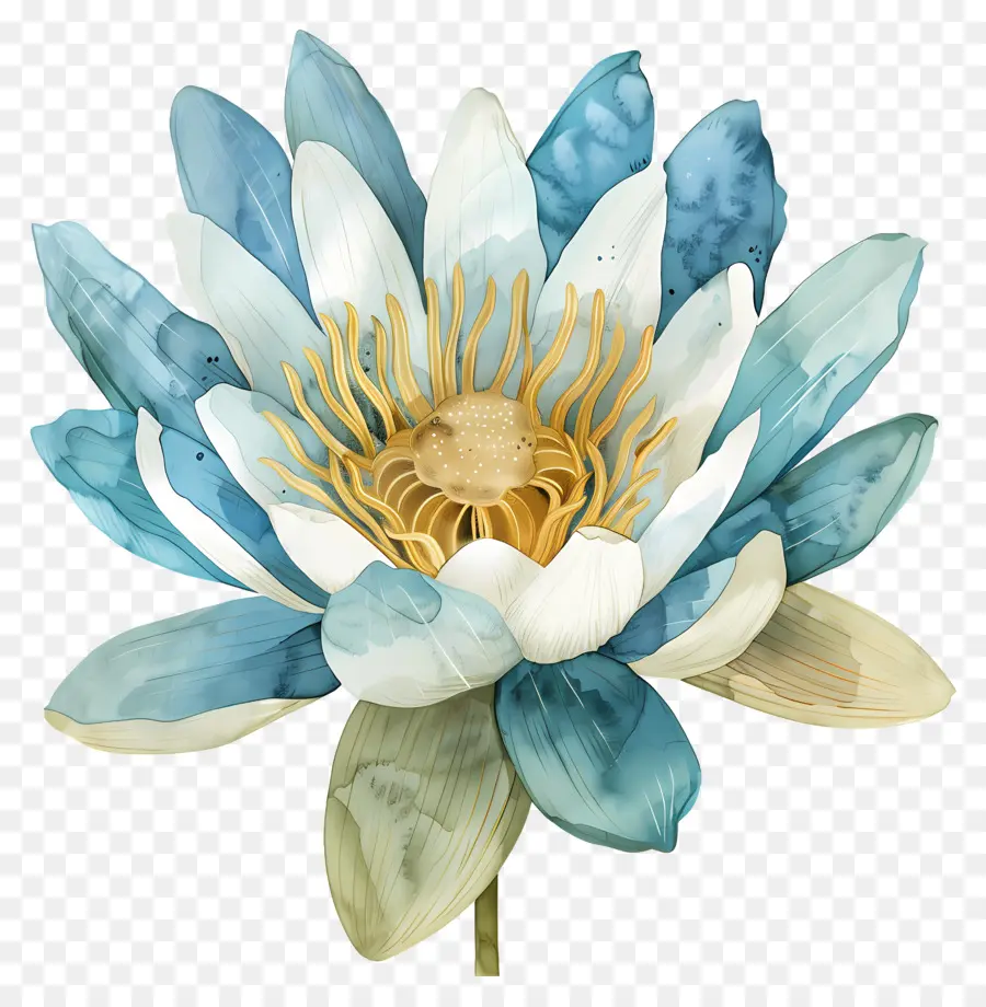 Nénuphar，Fleur Bleue PNG