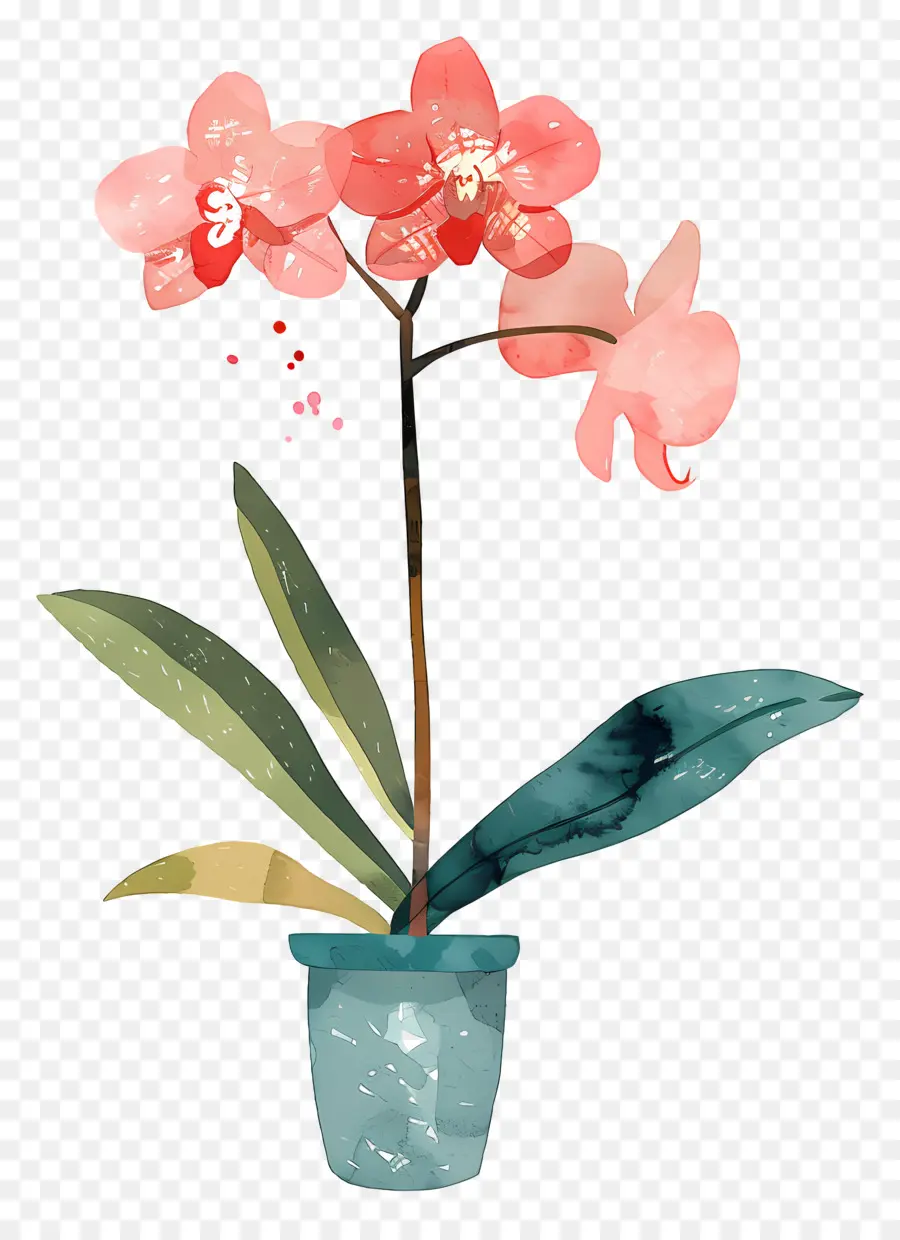 Orchidée，Orchidée Rose PNG