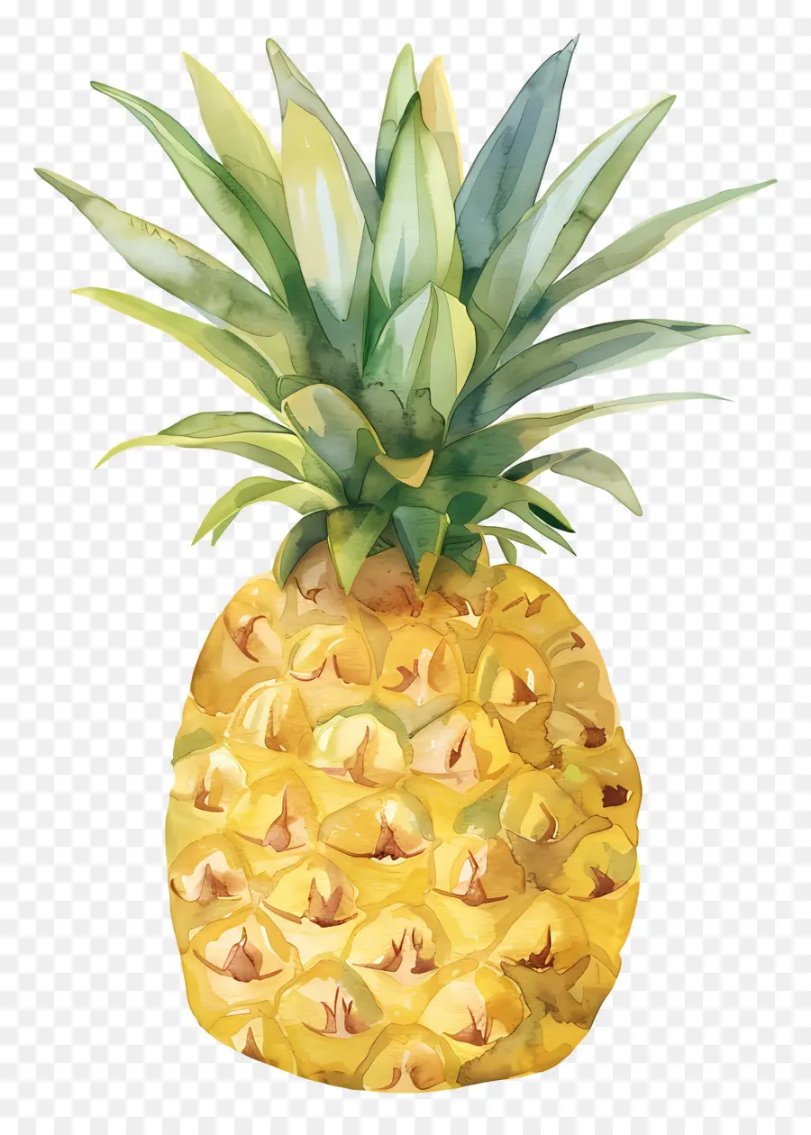 Ananas，Tropical PNG