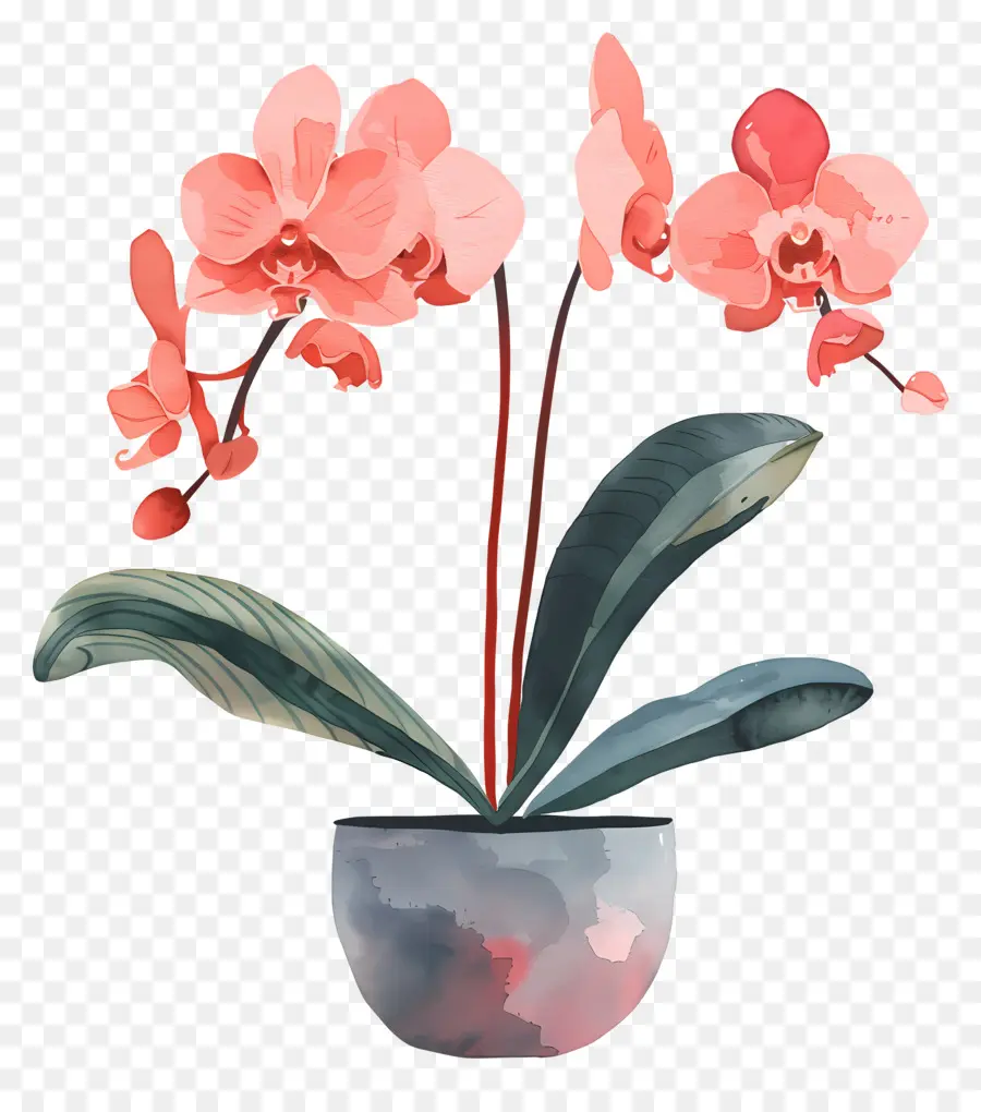 Orchidée，Fleurs Roses PNG