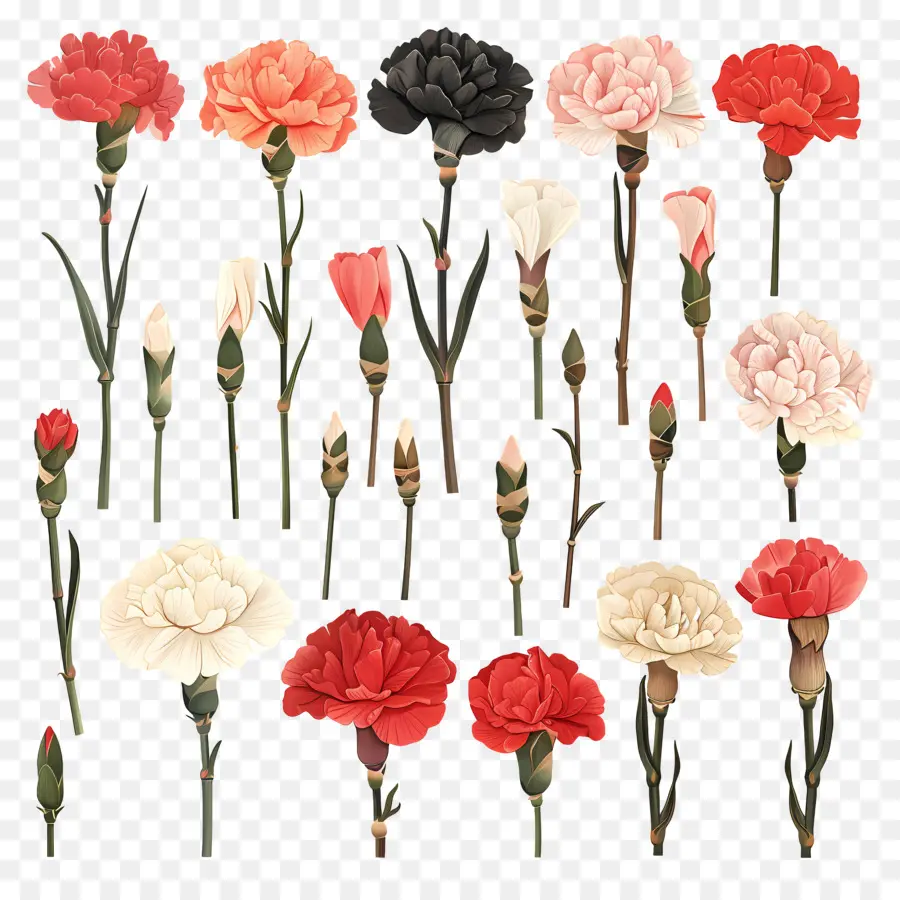 œillets，Fleurs PNG