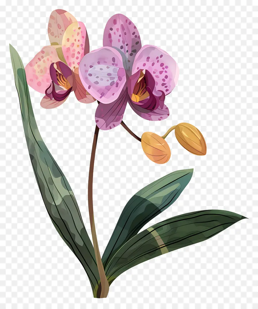 Orchidée，Dessin Animé Orchidée PNG