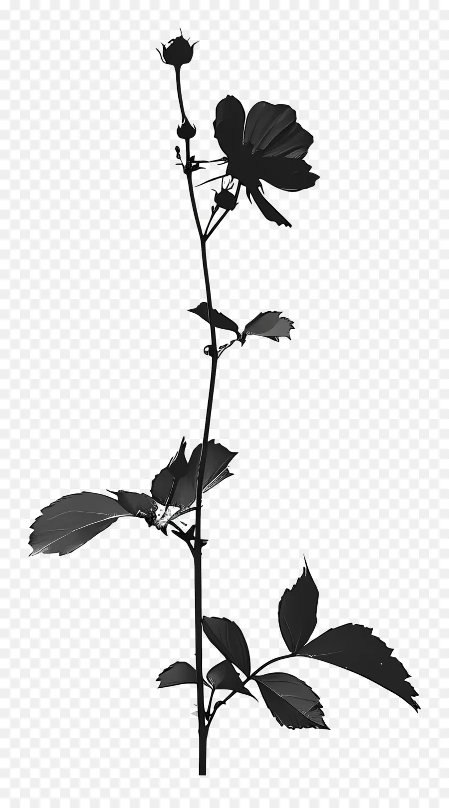 Fleur Silhouette，Plant De Vigne PNG