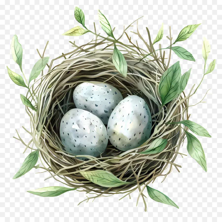 Nid，Les œufs D'oiseaux PNG