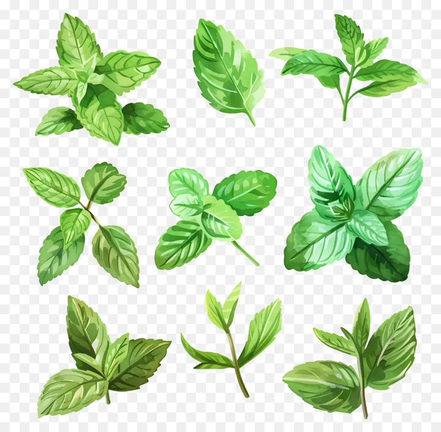 Menthe Poivrée，Feuilles De Menthe PNG