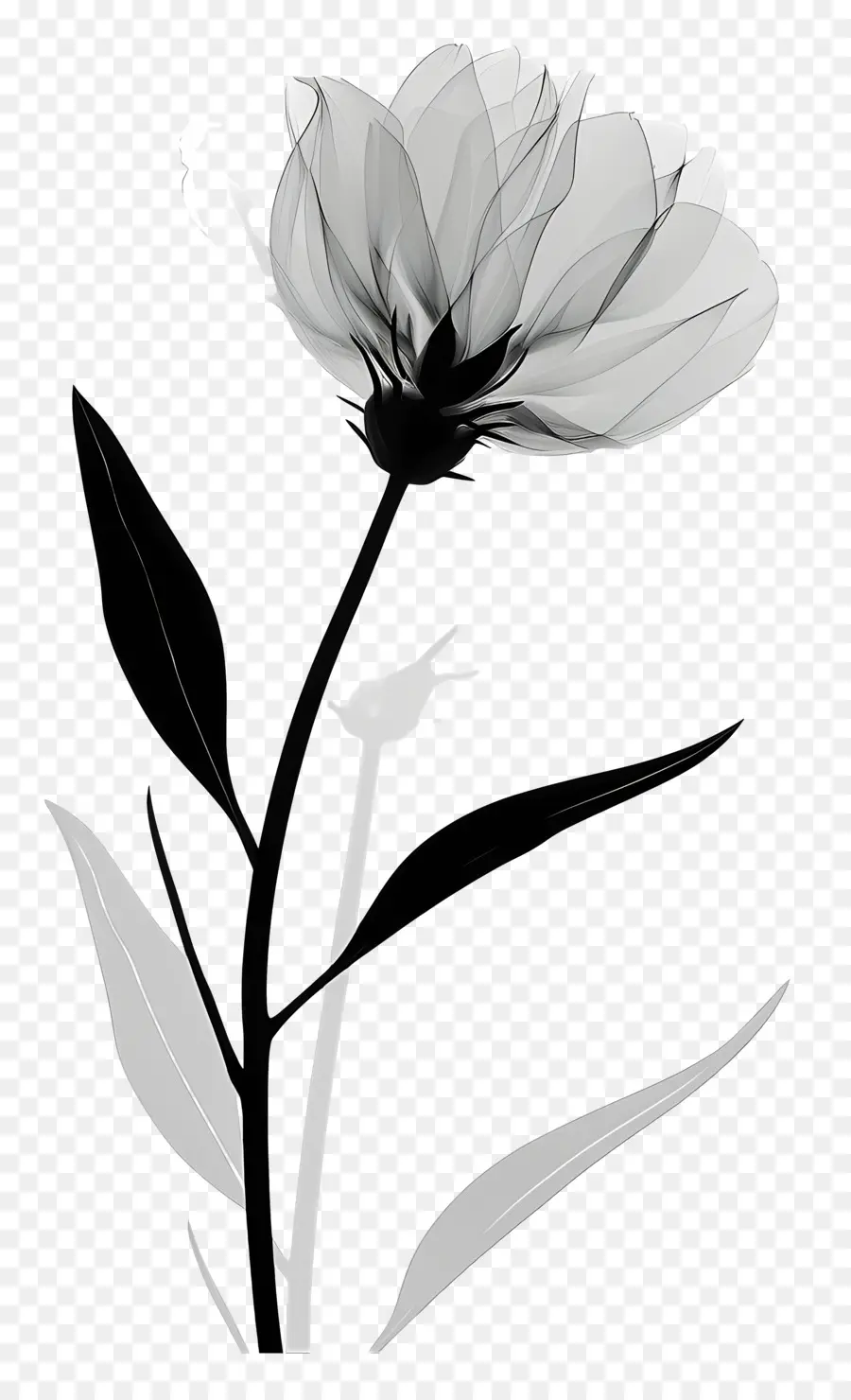 Fleur Silhouette，Camélia Blanc PNG