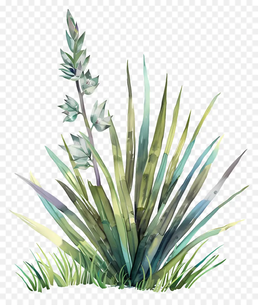 Yucca，Illustration Aquarelle PNG