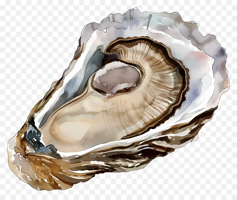L'huître，Perle PNG