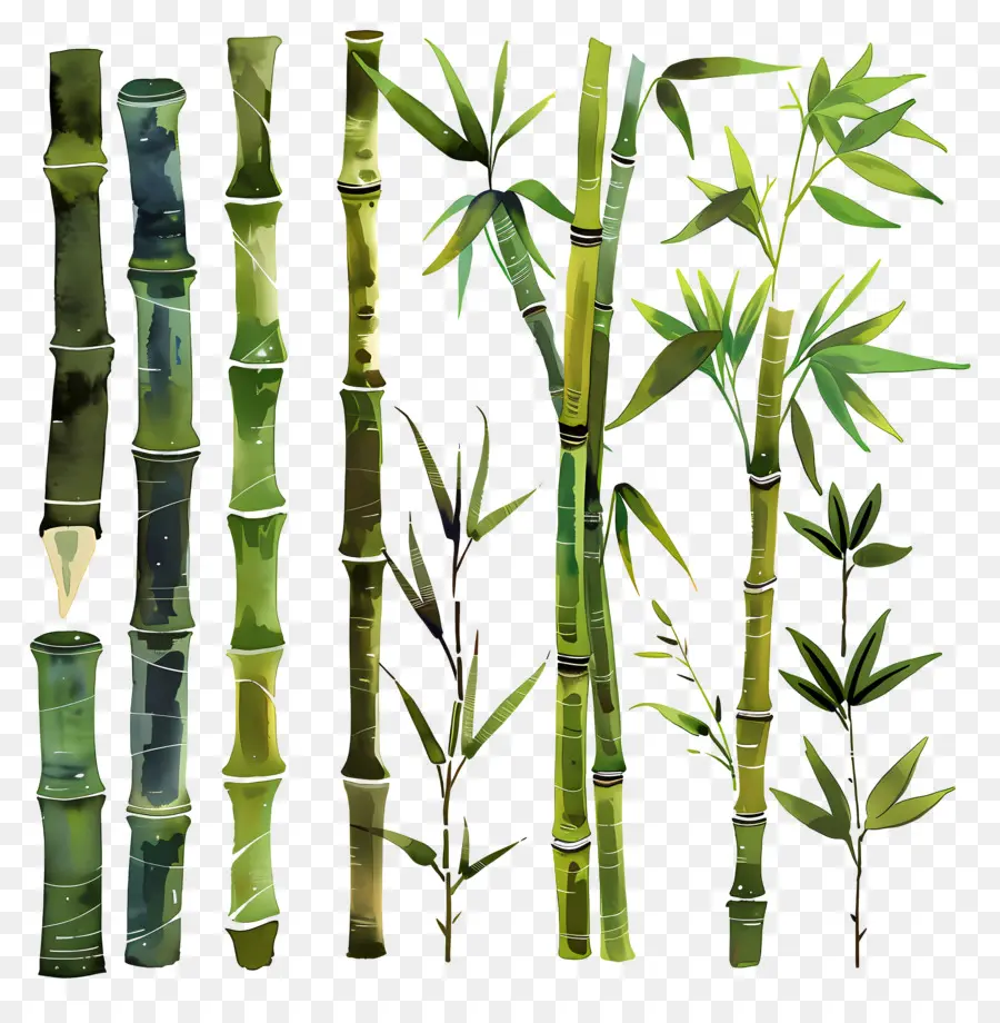 Bambou，Bambou PNG