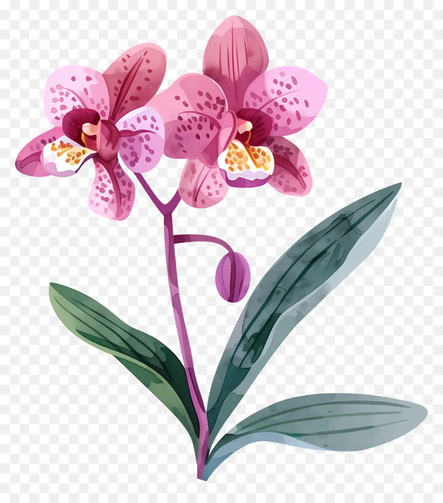 Orchidée，Orchidée Rose PNG