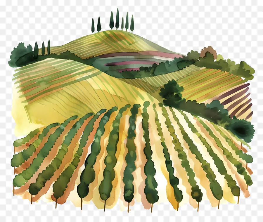 Vignoble，La Peinture De Paysage PNG