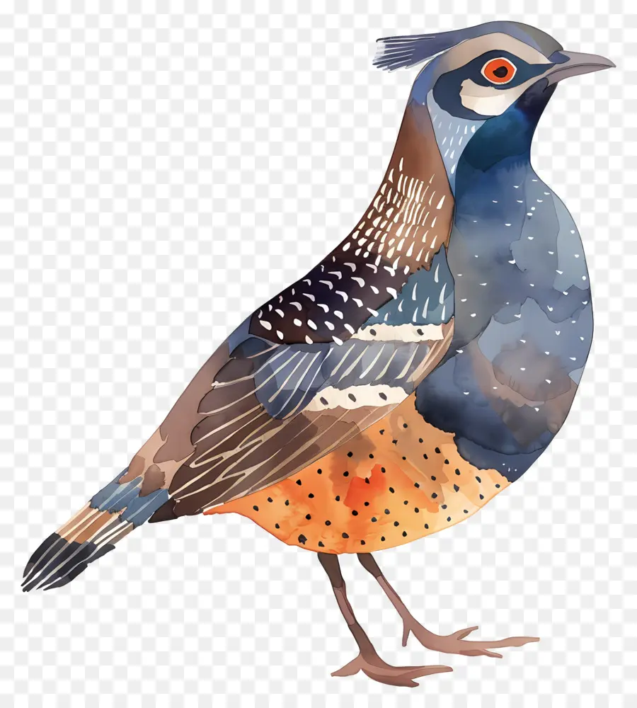 Caille，Oiseau Illustration PNG