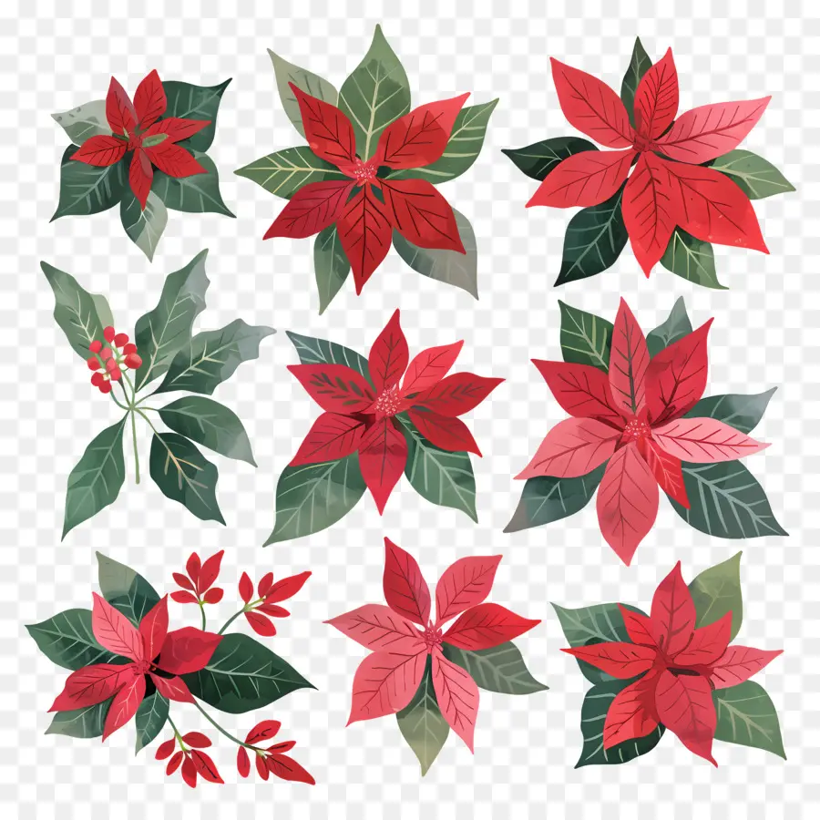 Poinsettia，Fleurs Rouges Et Vertes PNG