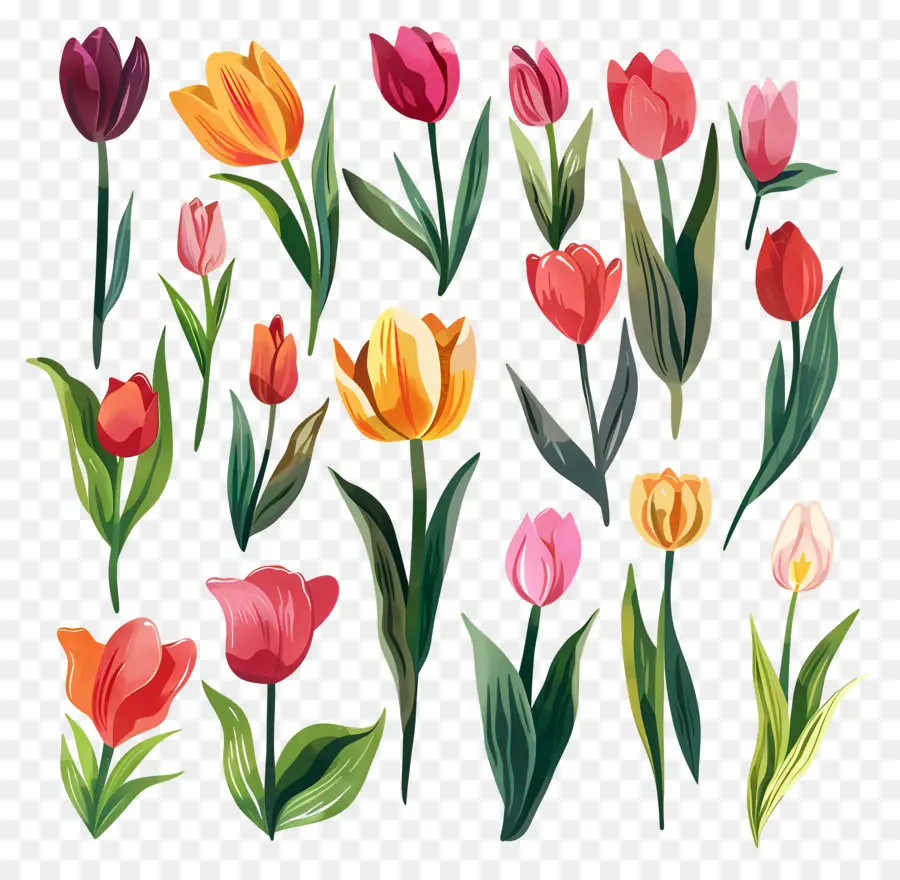 Tulipes，Tulipes Colorées PNG