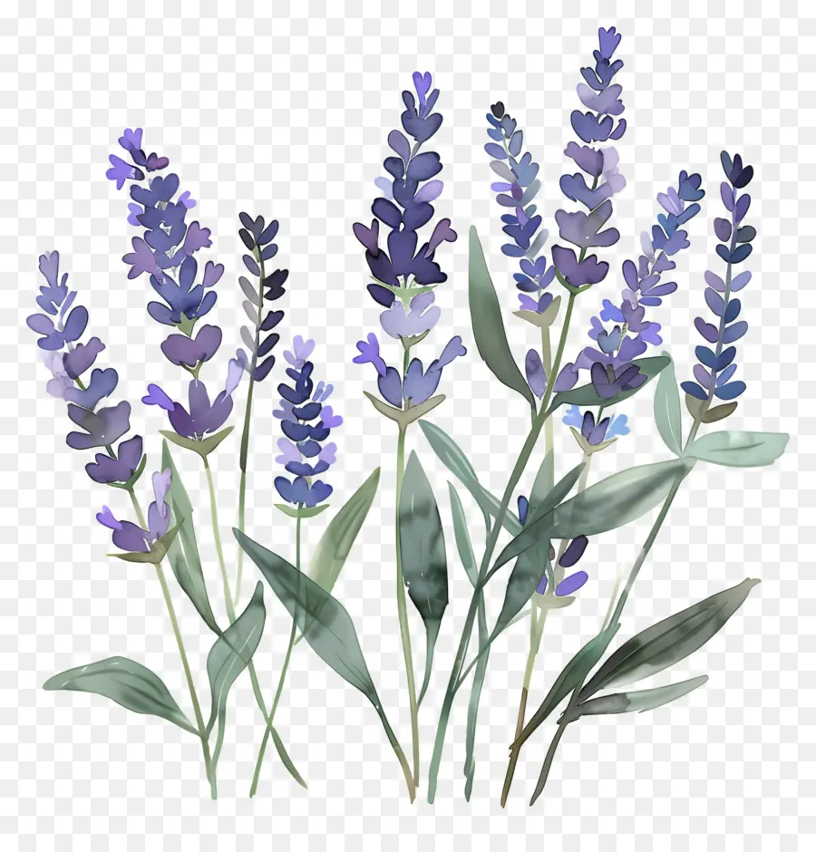 La Lavande，Fleurs PNG