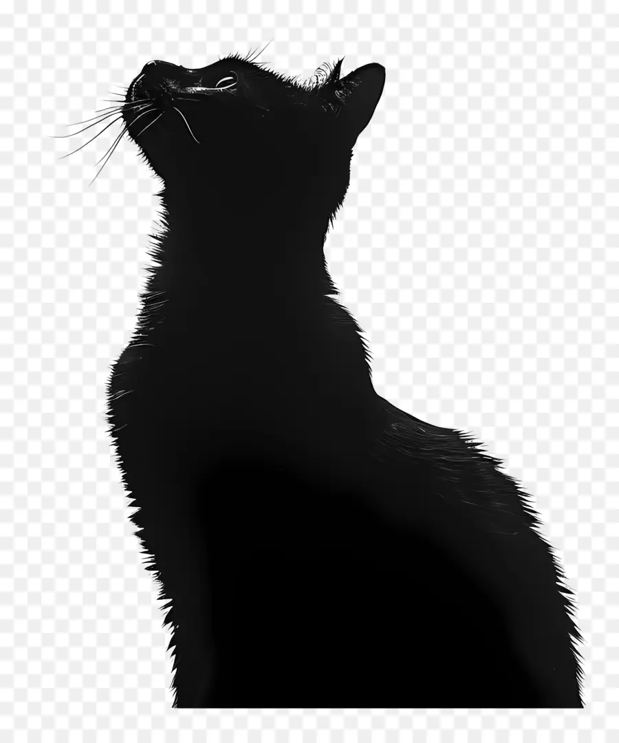 Silhouette De Chat，Chat PNG