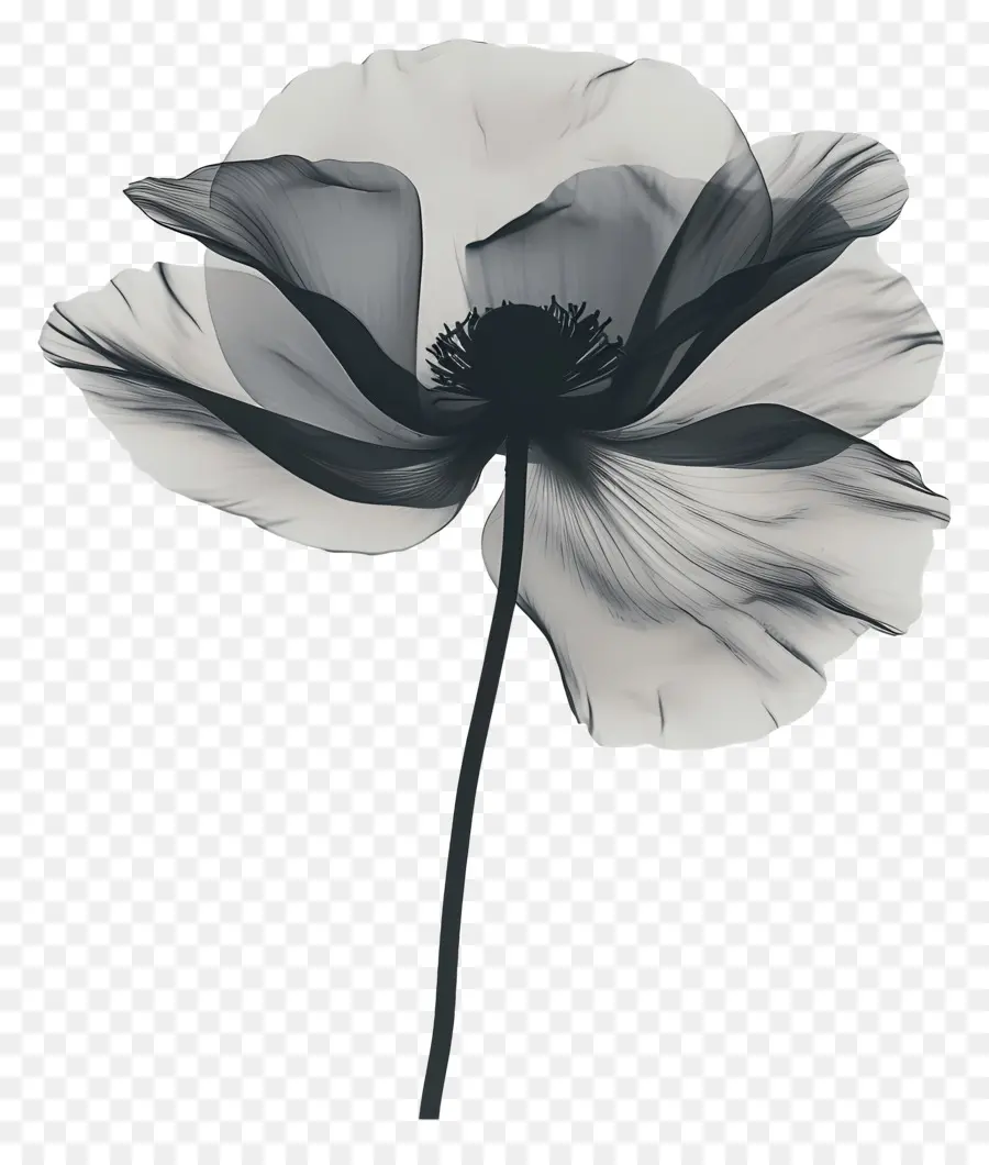 Fleur Silhouette，Coquelicot PNG