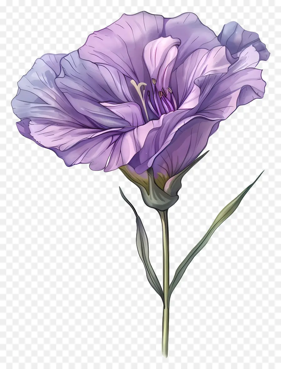 Fleur D'eustoma，Fleur PNG