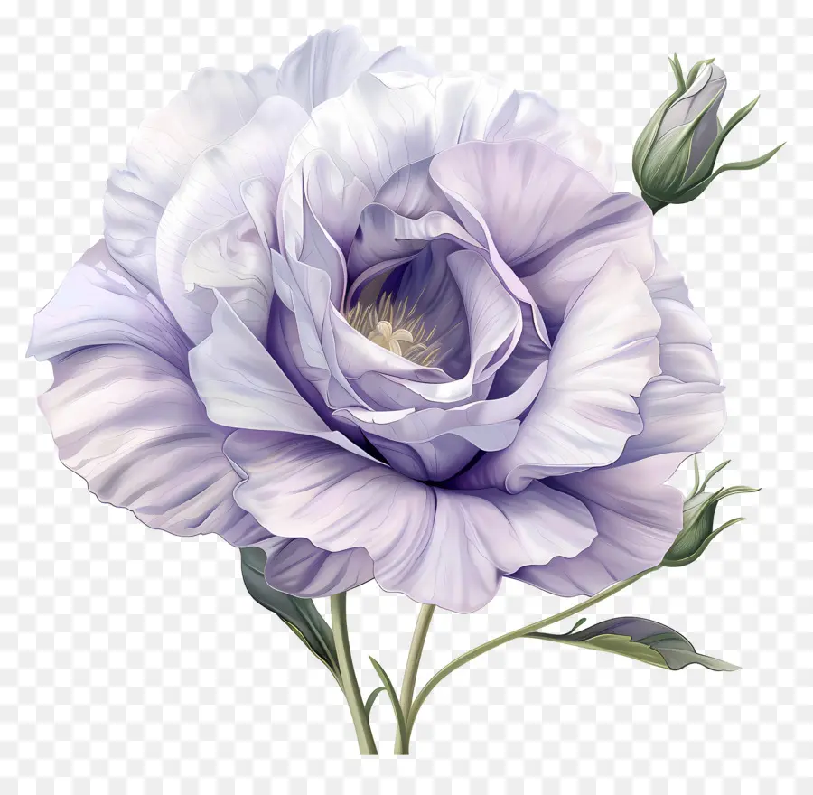 Fleur D'eustoma，Fleur Violette PNG