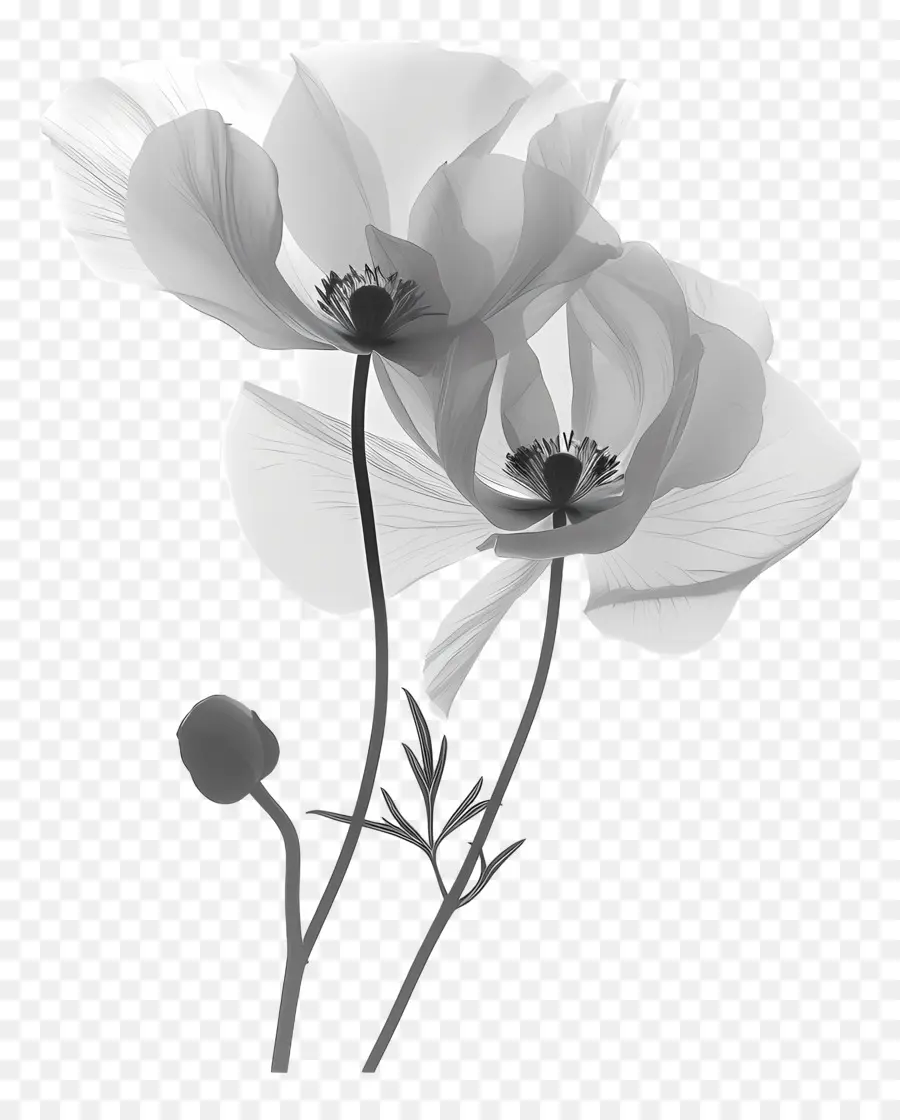 Fleur Silhouette，Les Fleurs De Pavot PNG
