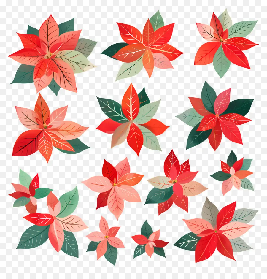 Poinsettia，Fleurs Rouges Et Vertes PNG