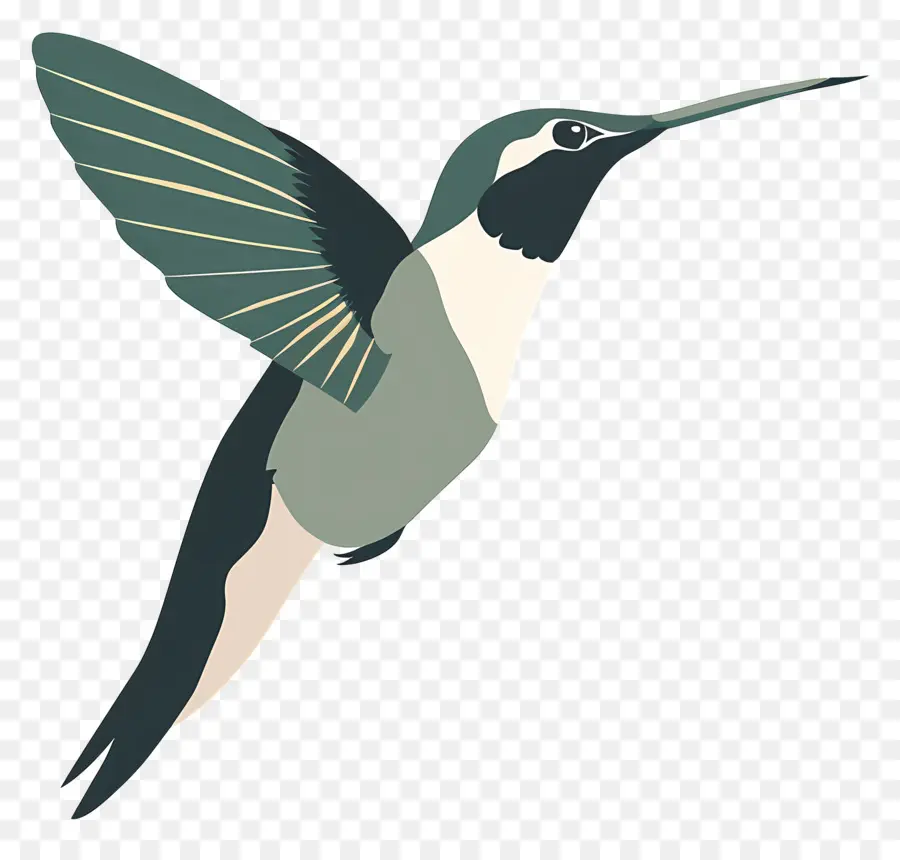 Colibri De Dessin Animé，Colibri PNG