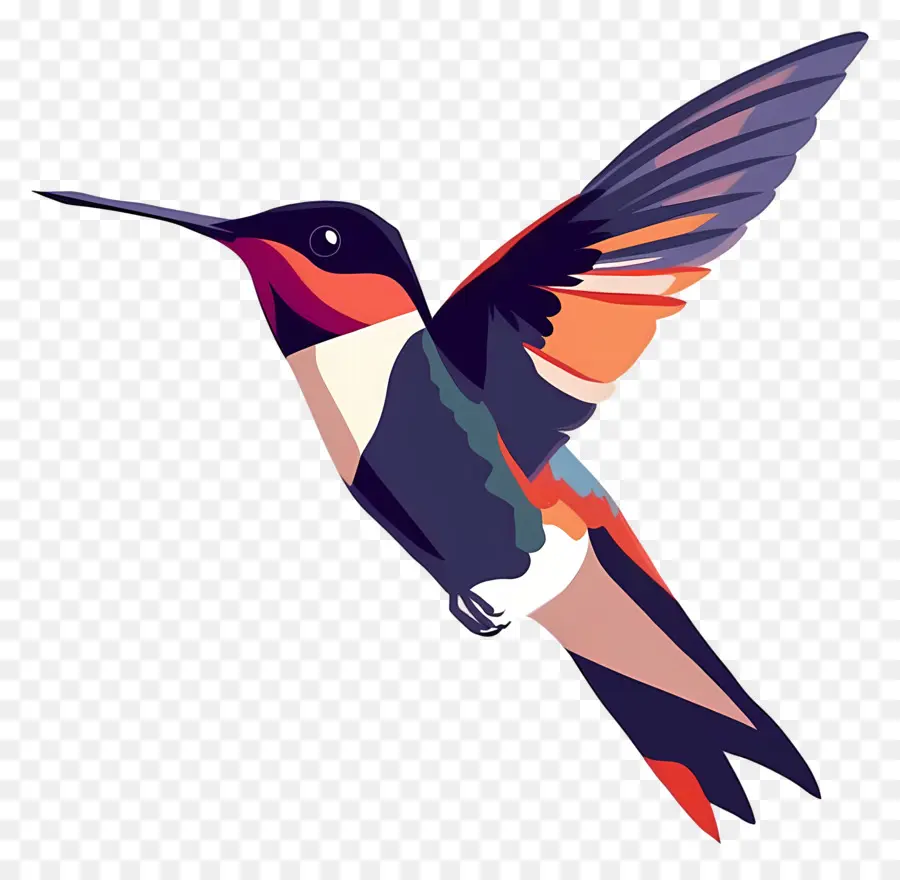 Colibri De Dessin Animé，Colibri PNG