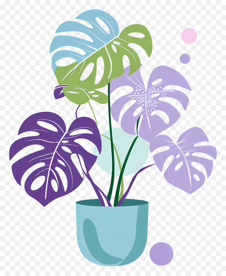 Plante Monstera，Usine PNG