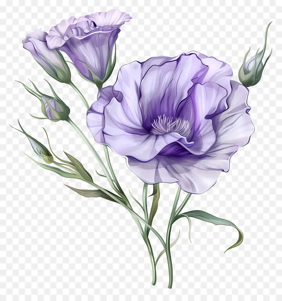 Fleur D'eustoma，Bouquet De Fleurs PNG