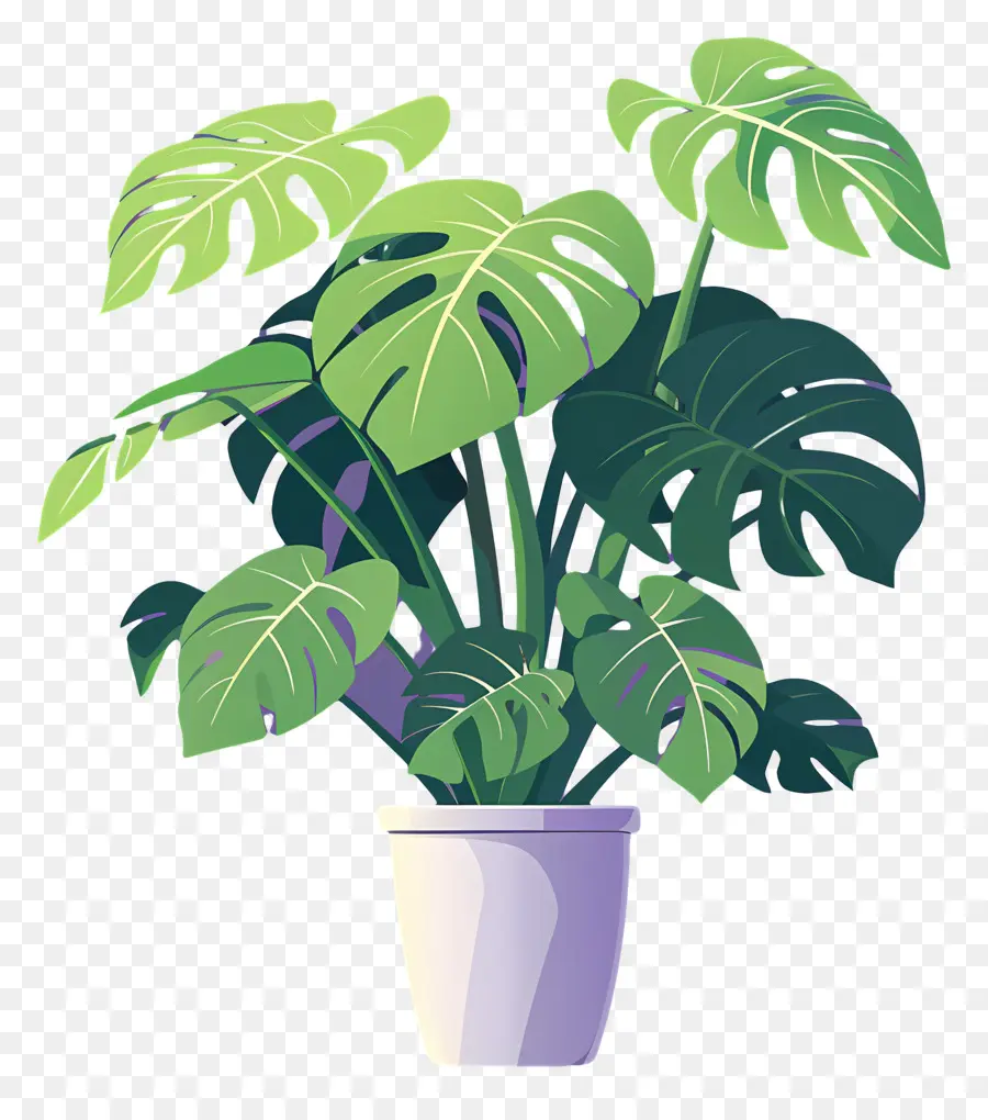 Plante Monstera，Usine PNG